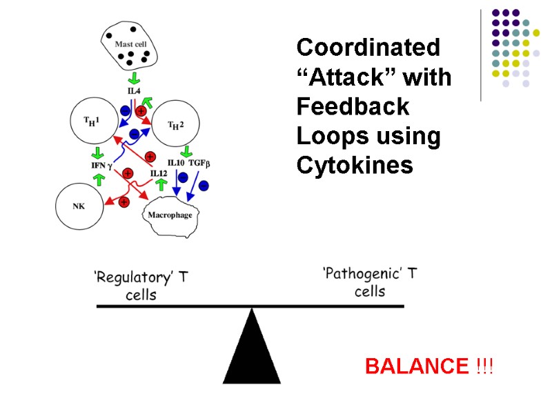 Coordinated “Attack” with Feedback  Loops using  Cytokines  BALANCE !!!